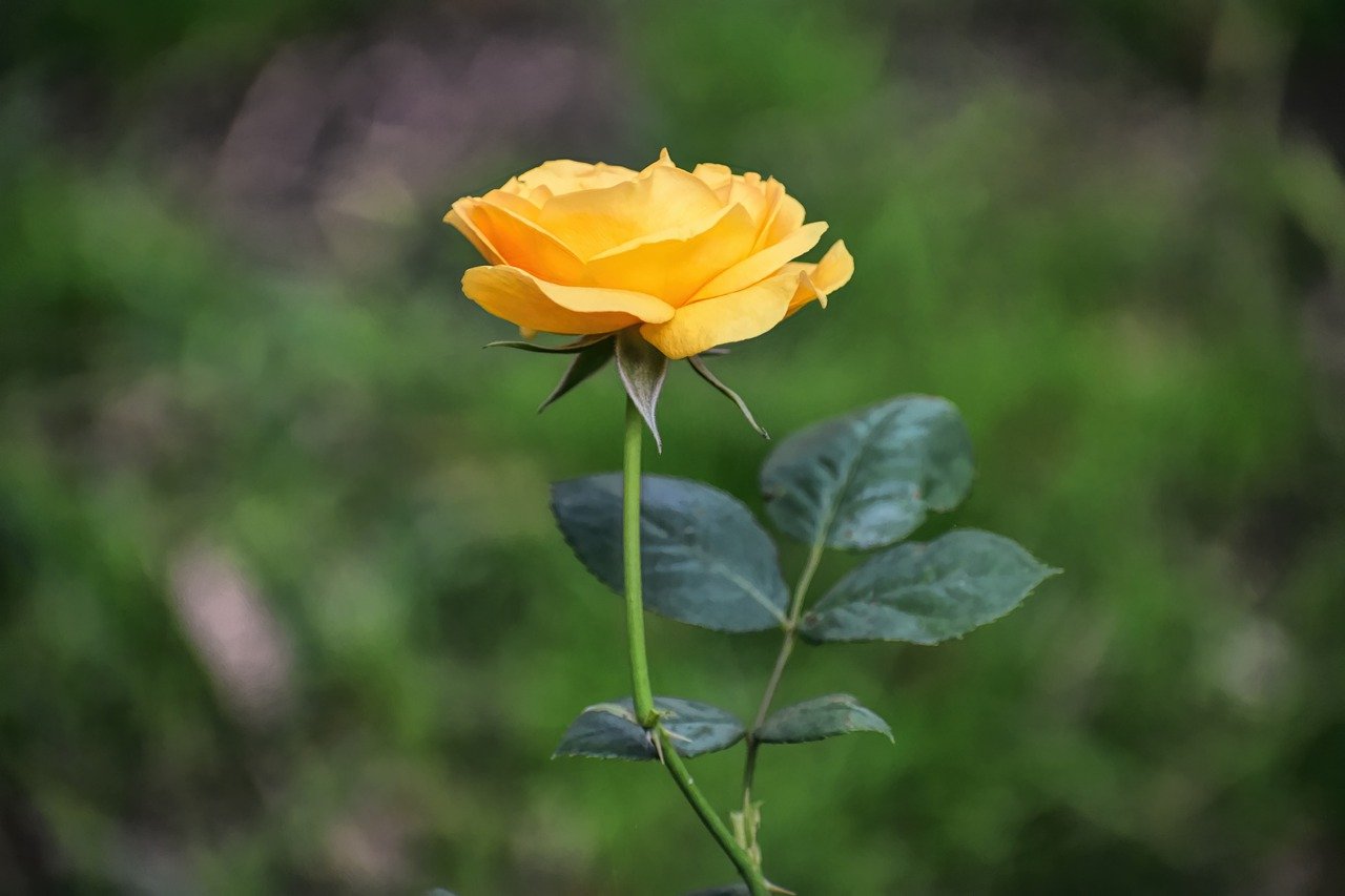 rose, yellow rose, yellow flower-7940606.jpg